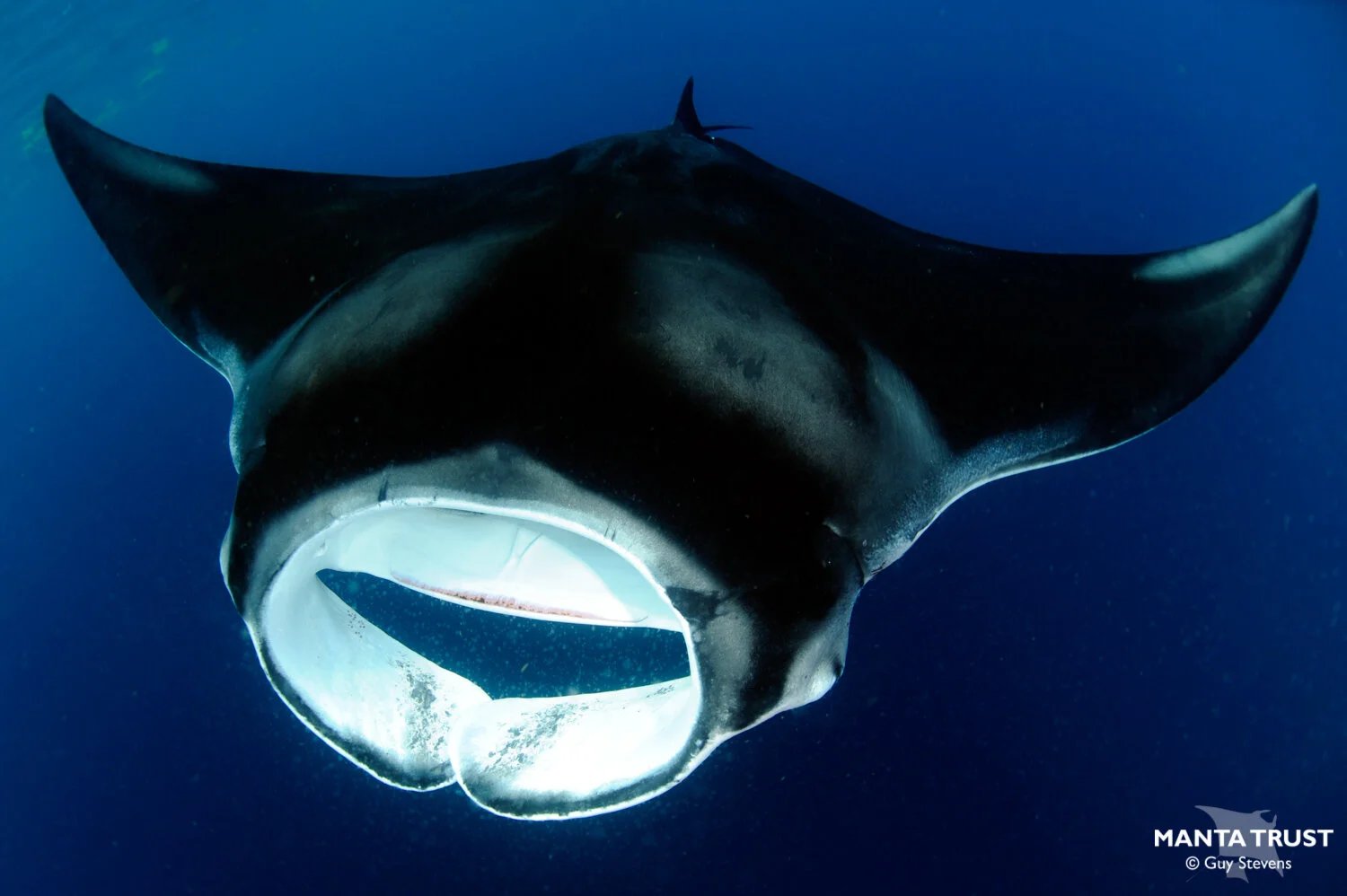 Caribbean Manta Rays