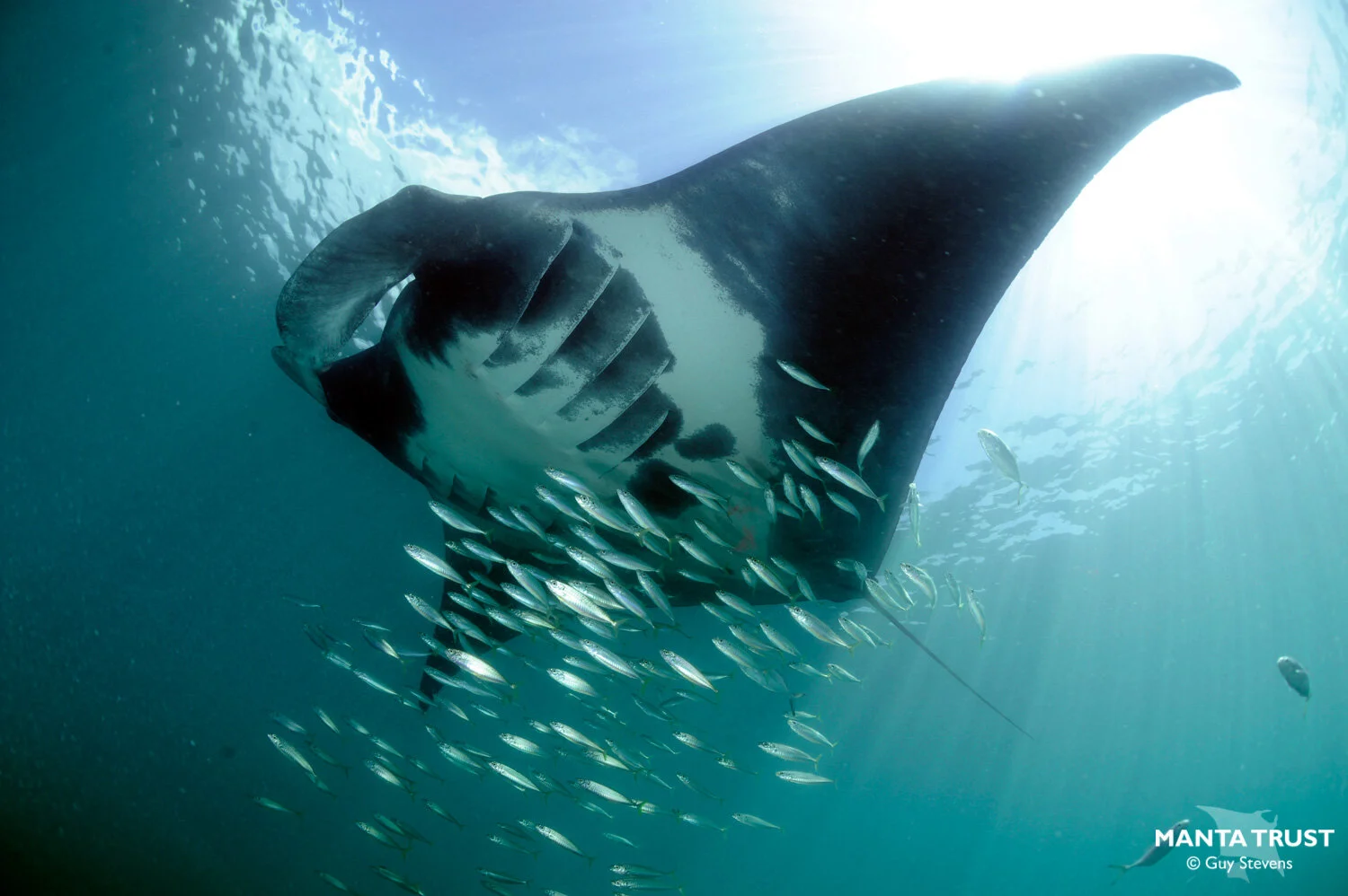 Caribbean Manta Ray Species Guide – UBQGGK