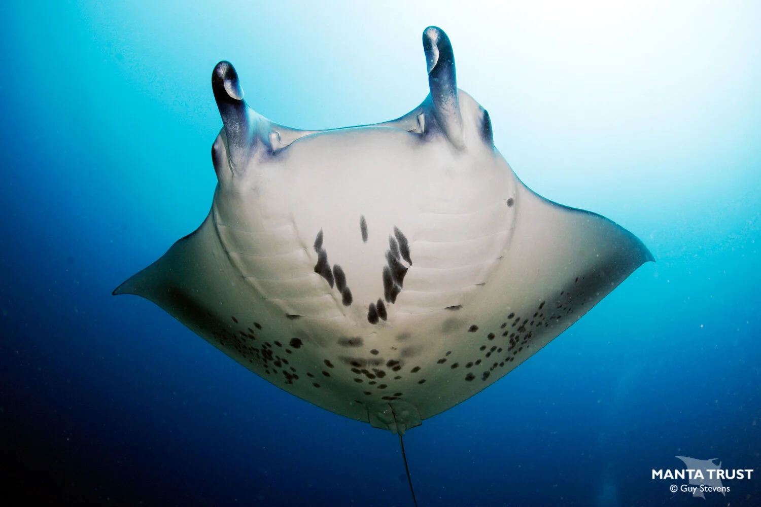 Manta Types Reef Manta Ray (Mobula alfredi) Species Guide — Manta Trust