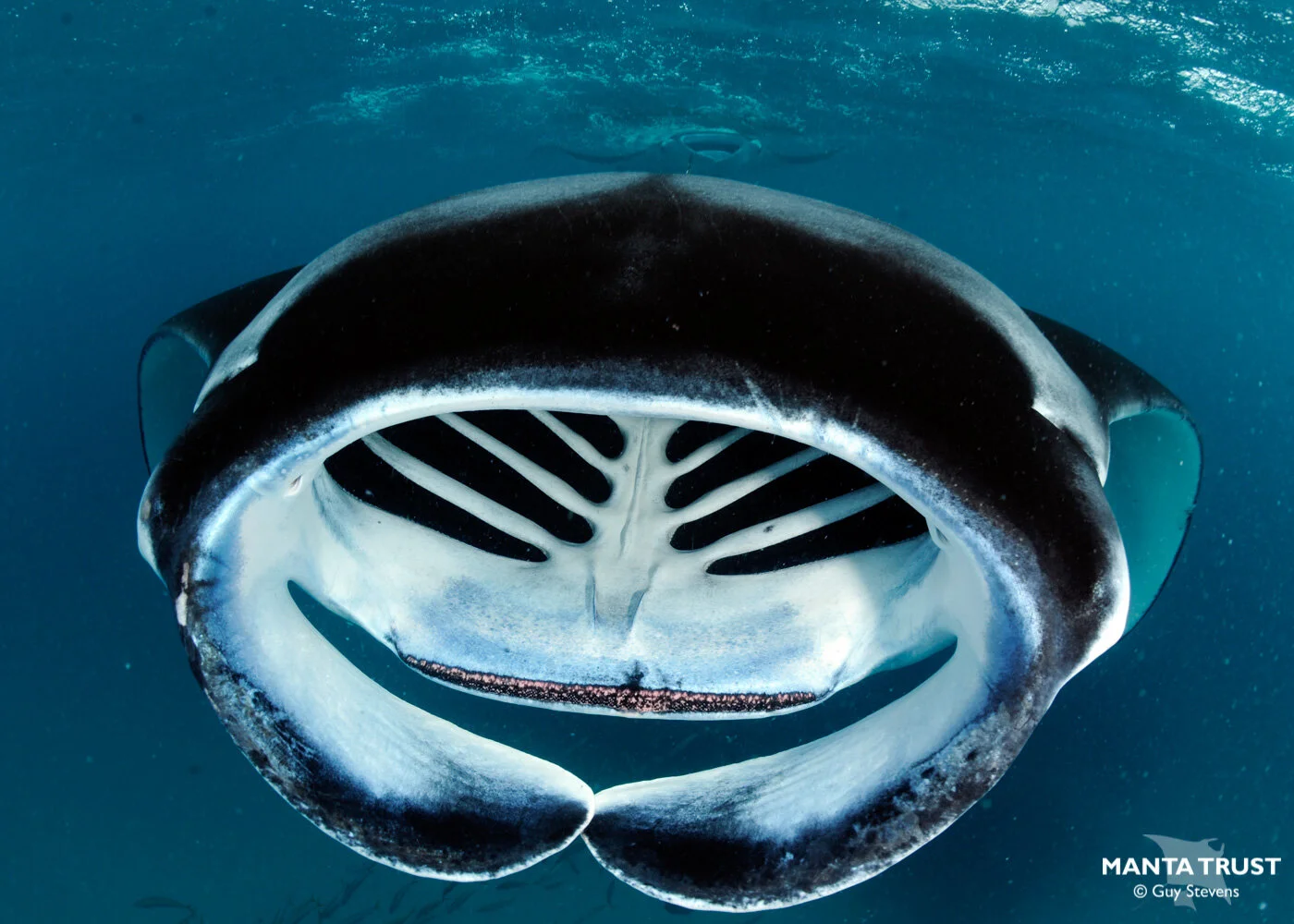Reef Manta Ray (Mobula alfredi) Species Guide — Manta Trust
