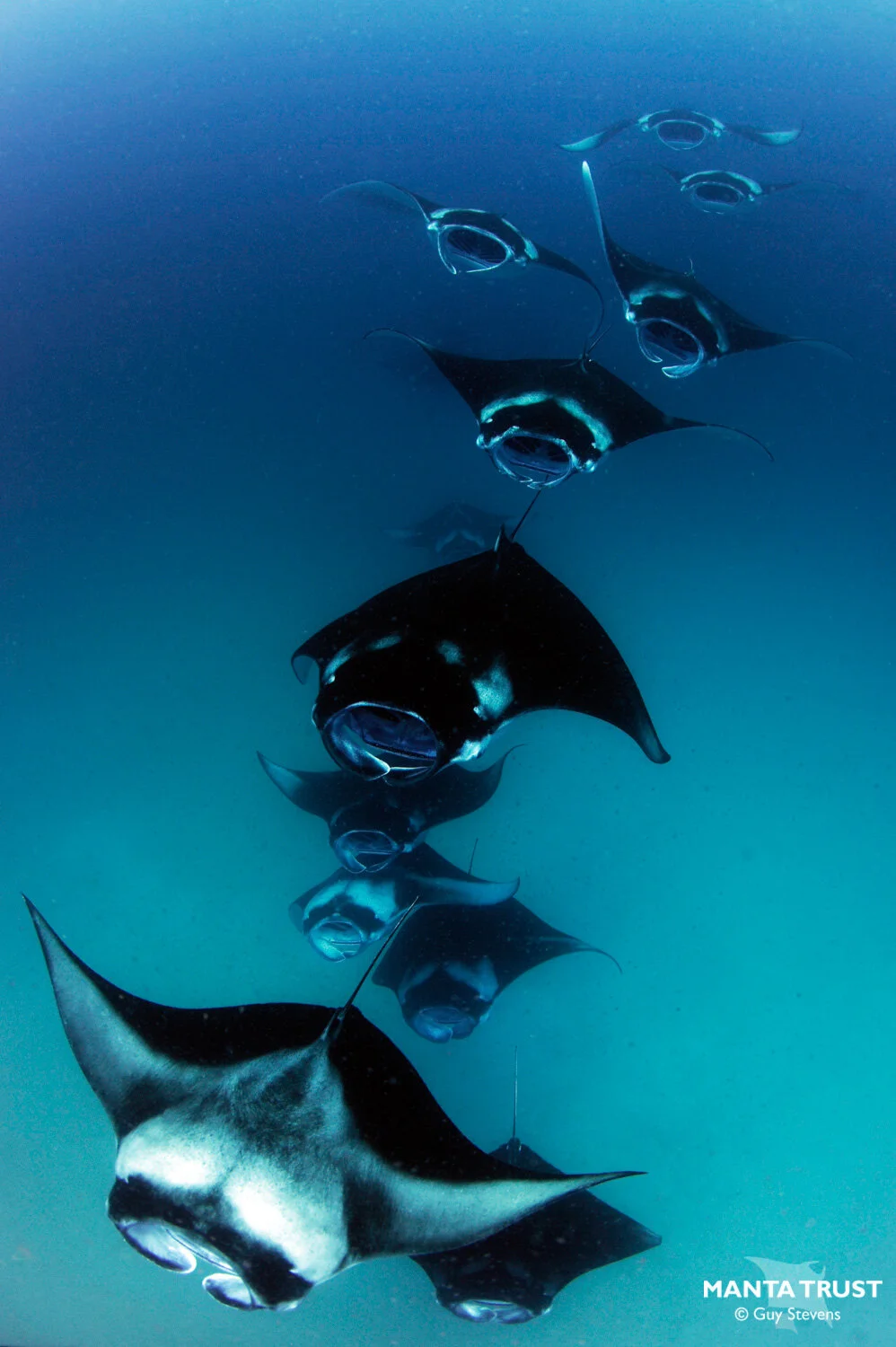 Manta Types Reef Manta Ray (Mobula alfredi) Species Guide — Manta Trust