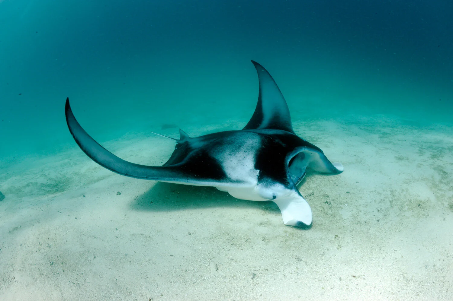 Reef Manta Ray (Mobula alfredi) Species Guide — Manta Trust
