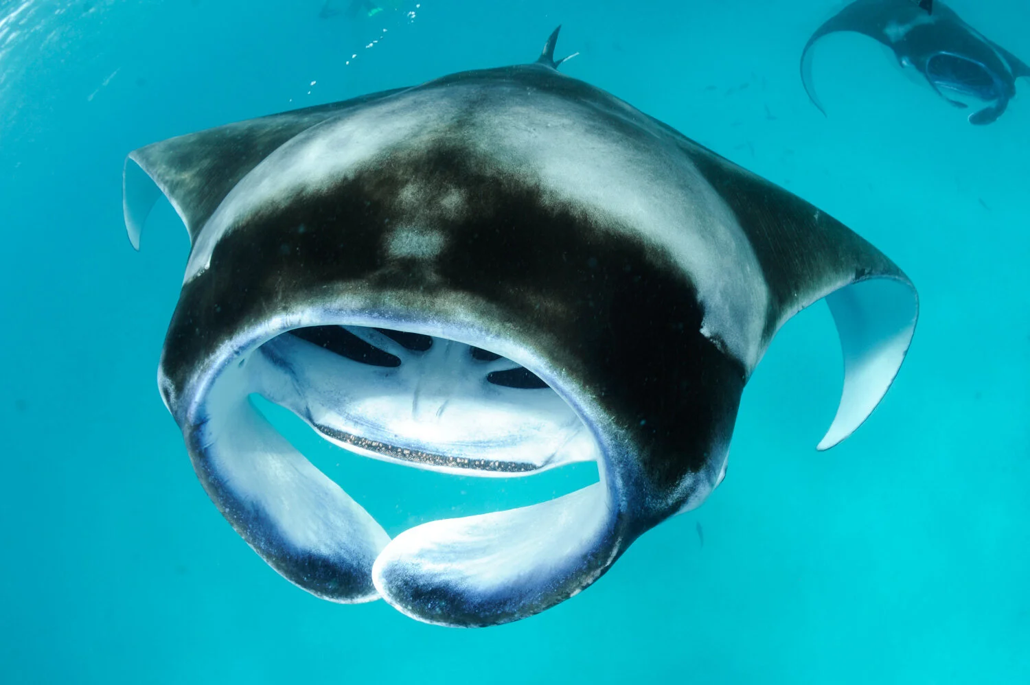 Reef Manta Ray (Mobula alfredi) Species Guide — Manta Trust