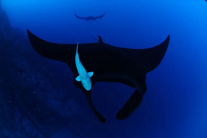 Oceanic Manta Ray (Mobula birostris) Species Guide — Manta Trust
