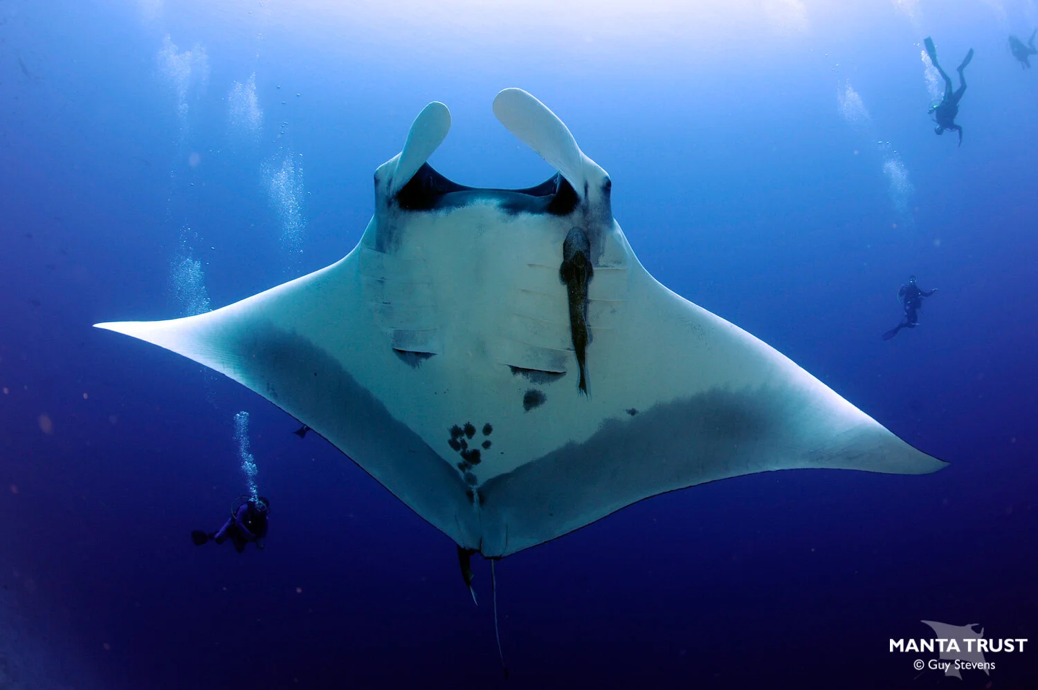 Oceanic Manta Ray (Mobula birostris) Species Guide — Manta Trust