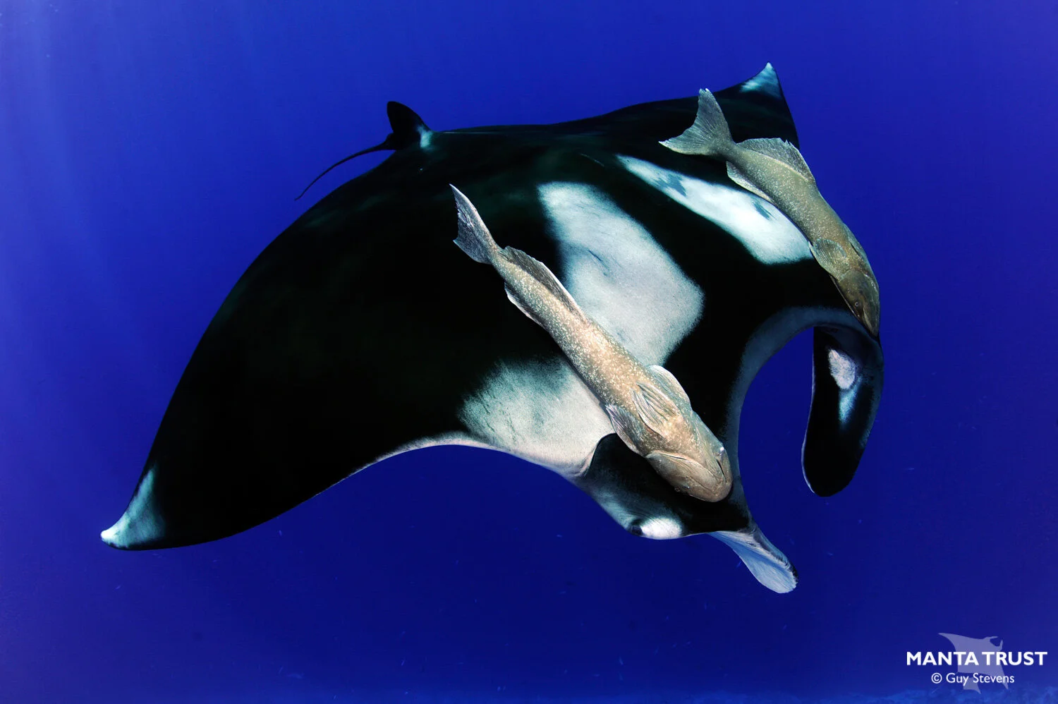 Oceanic Manta Ray (Mobula birostris) Species Guide — Manta Trust