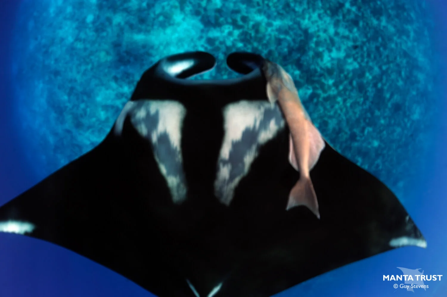Manta Types Oceanic Manta Ray (Mobula birostris) Species Guide — Manta Trust