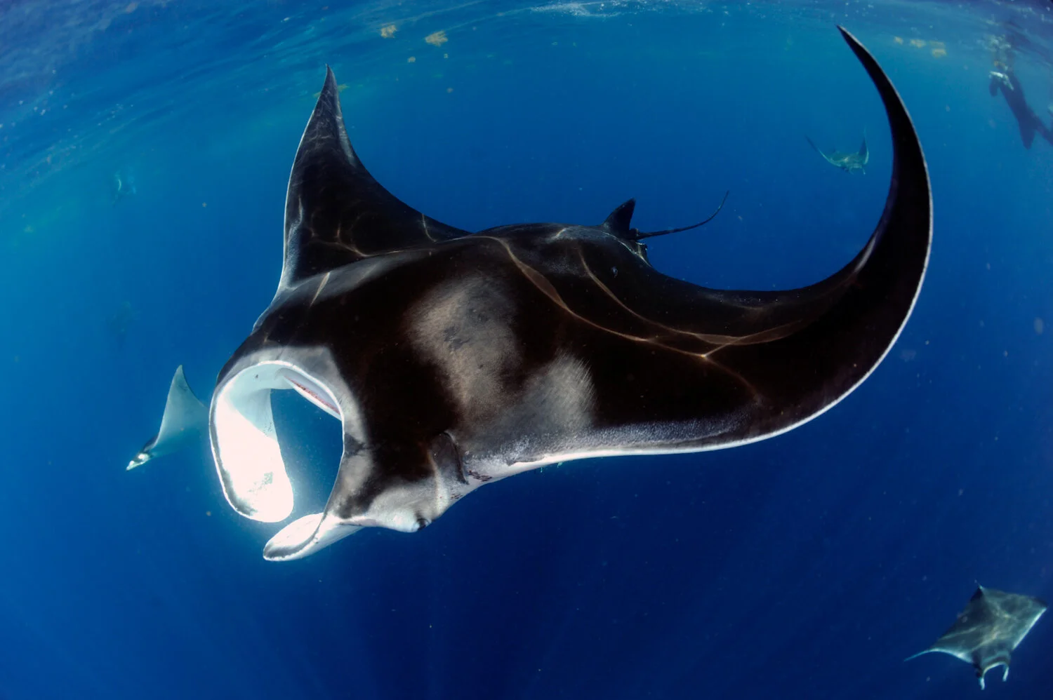 Manta and Devil Ray Species — Manta Trust