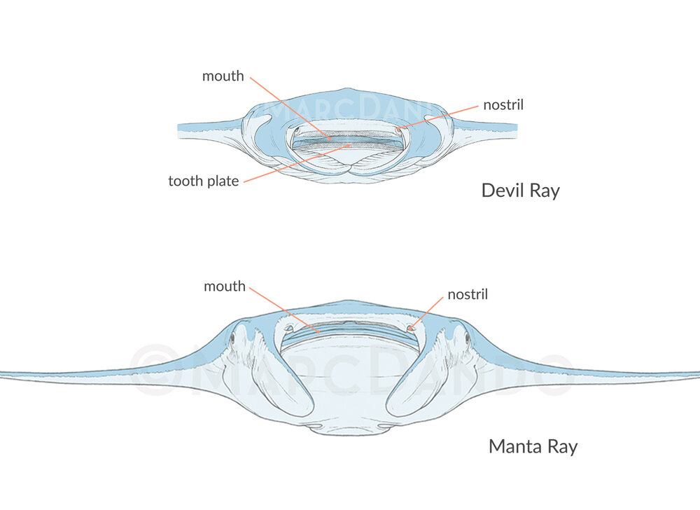 manta ray teeth