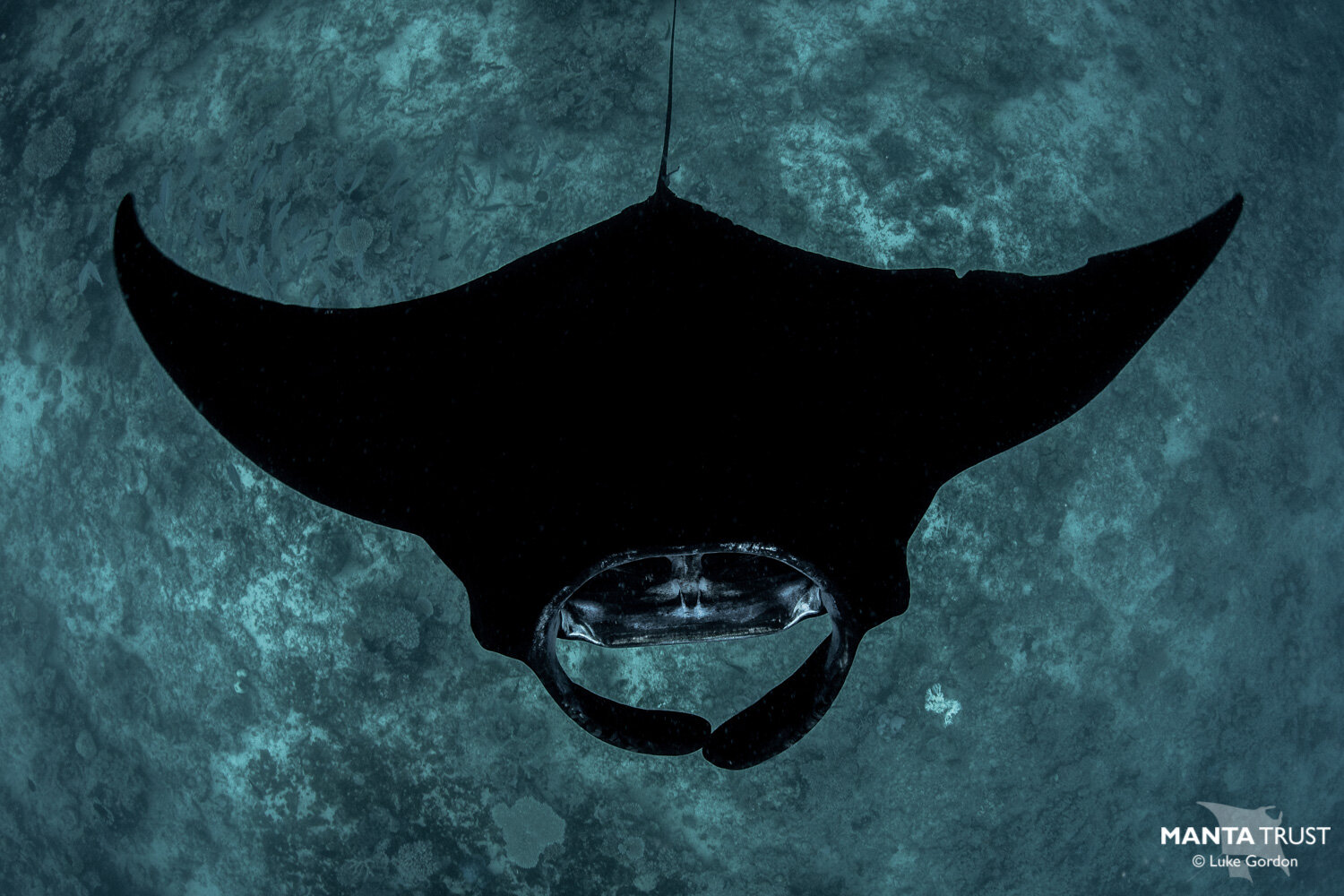 Black morph reef manta_Fiji_Luke Gordon (1).jpg