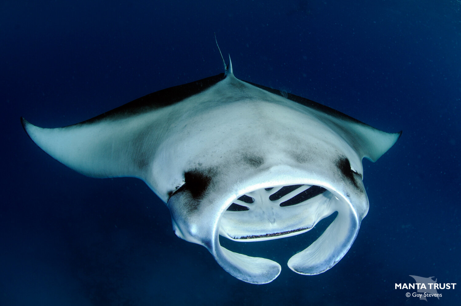 Reef Manta Ray, Manta alfredi, D1b.jpg