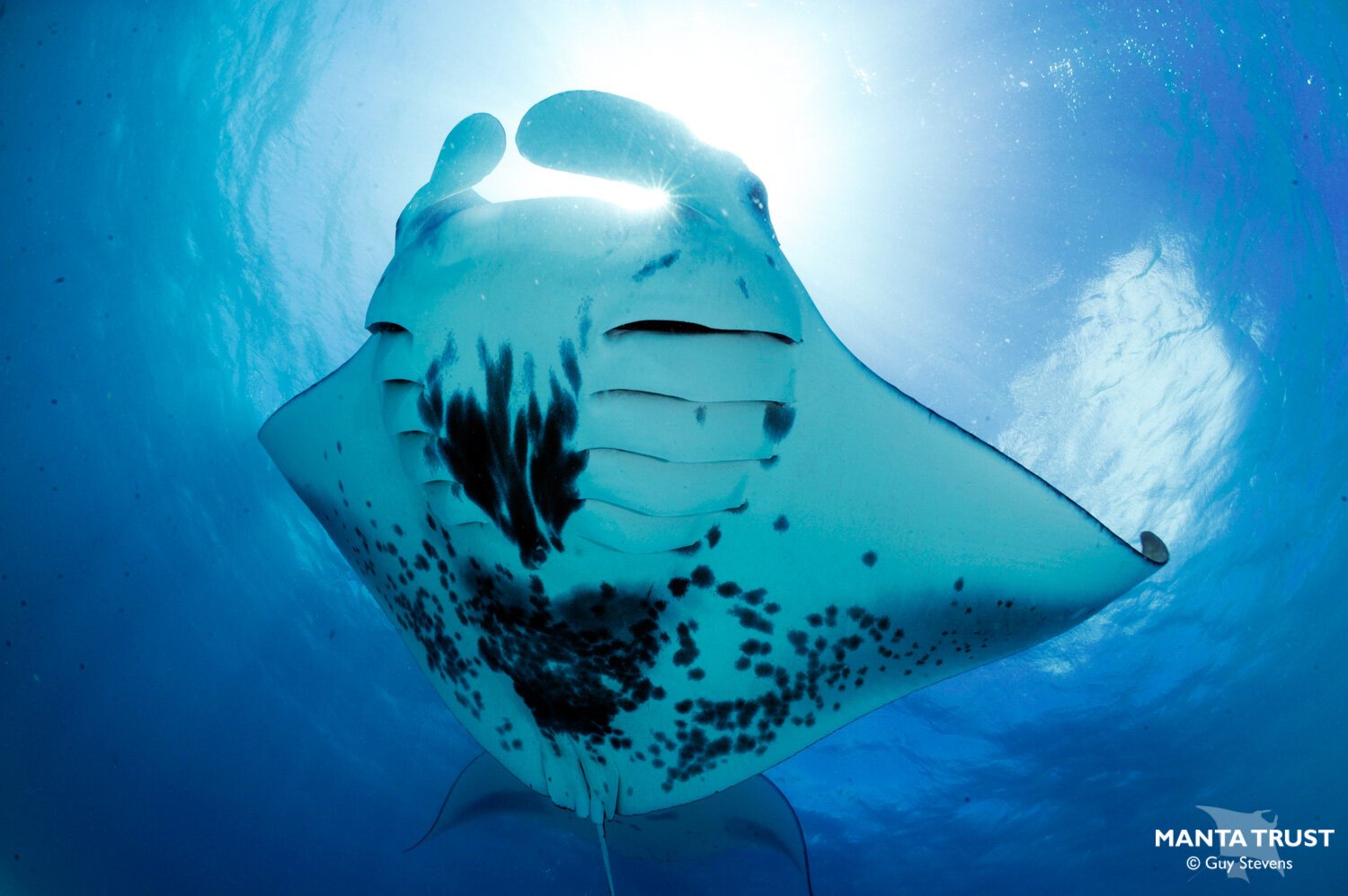 Reef Manta Ray Spot Patterns 2, Spotty, Unknown Location © Guy Stevens, Manta Trust (O).jpg