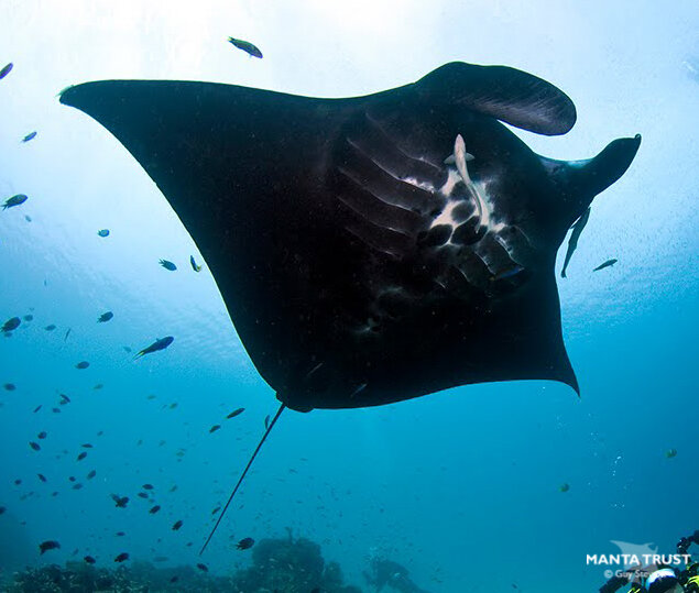 Reef Manta Ray, Manta alfredi, V4e.jpg