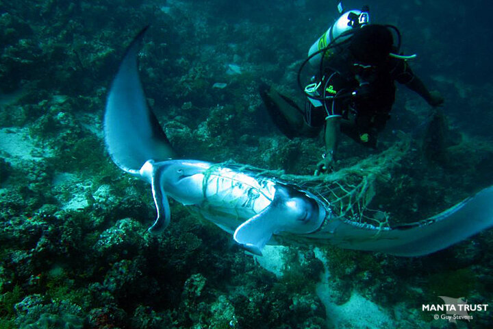 Divers with knives / line-cutters are sometimes able to help entangled animals - but these are the lucky few.
