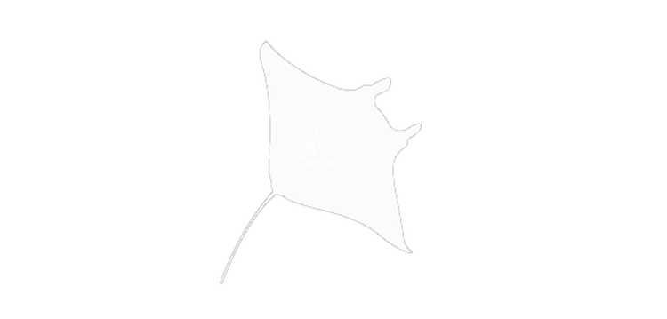 World Manta Day 2024 — Manta Trust