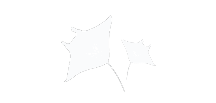 World Manta Day 2024 — Manta Trust