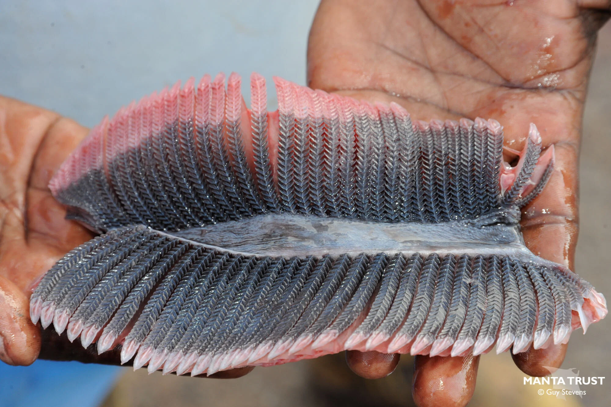 Gill Plate Seizure Press Release — Manta Trust