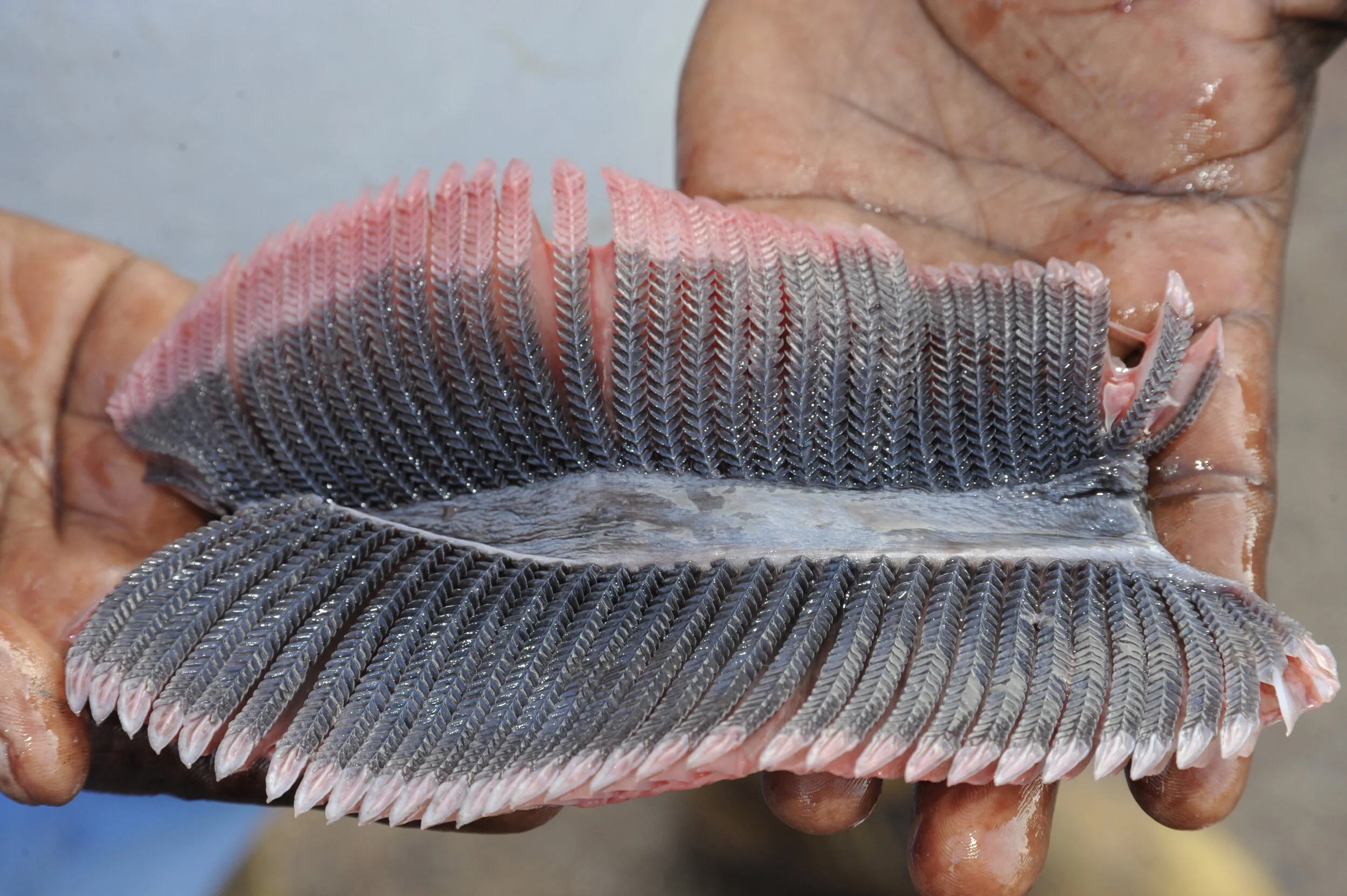 Gill Plate Seizure Press Release — Manta Trust