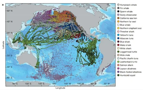 Tagging & Tracking | Mobulid Research Methods — Manta Trust