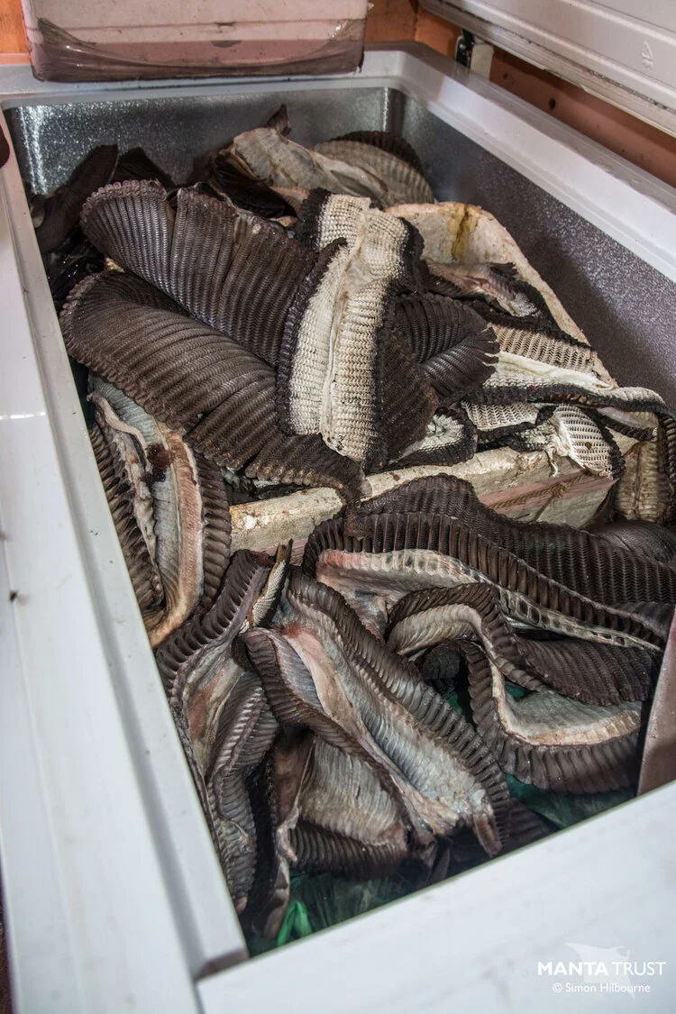 Hong Kong's Mobula Gill Plate Market — Manta Trust