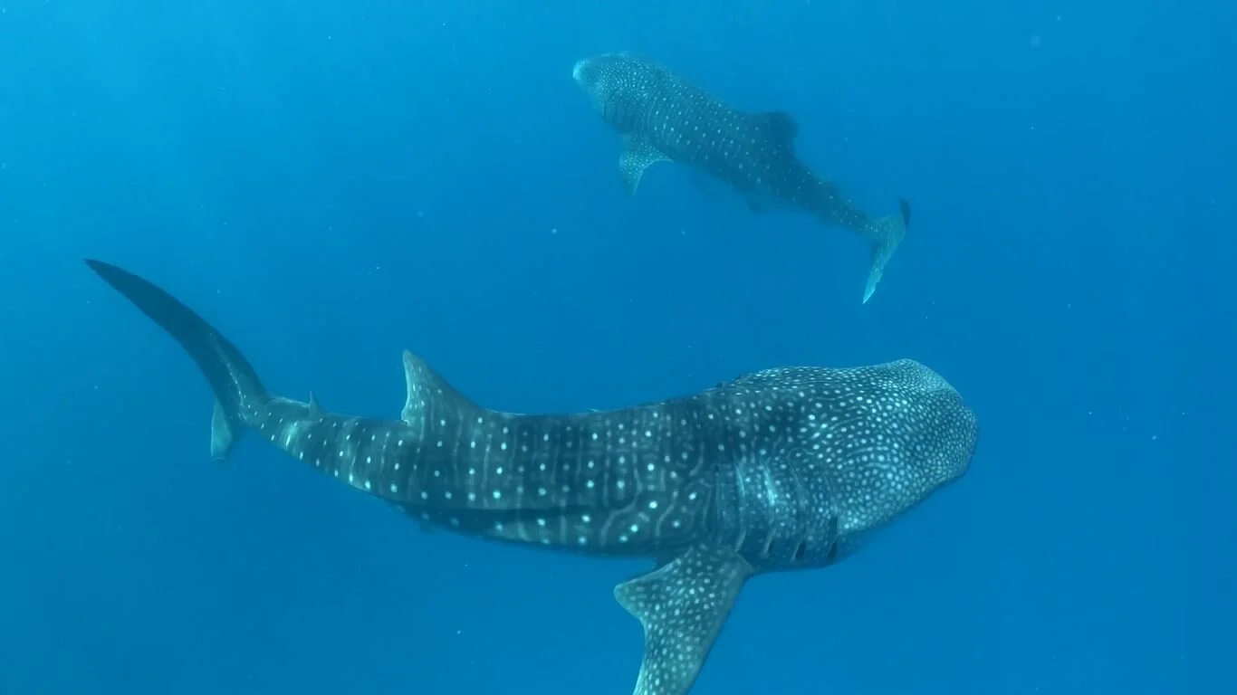 Maldives Manta Madness