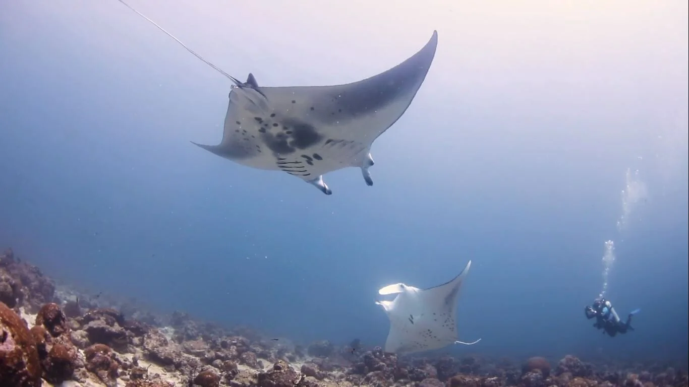 Mantas in Laamu