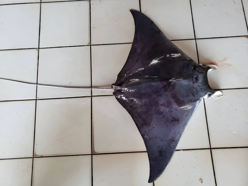 The Hunt for a Pygmy Devil