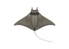 Manta and Devil Ray Species — Manta Trust