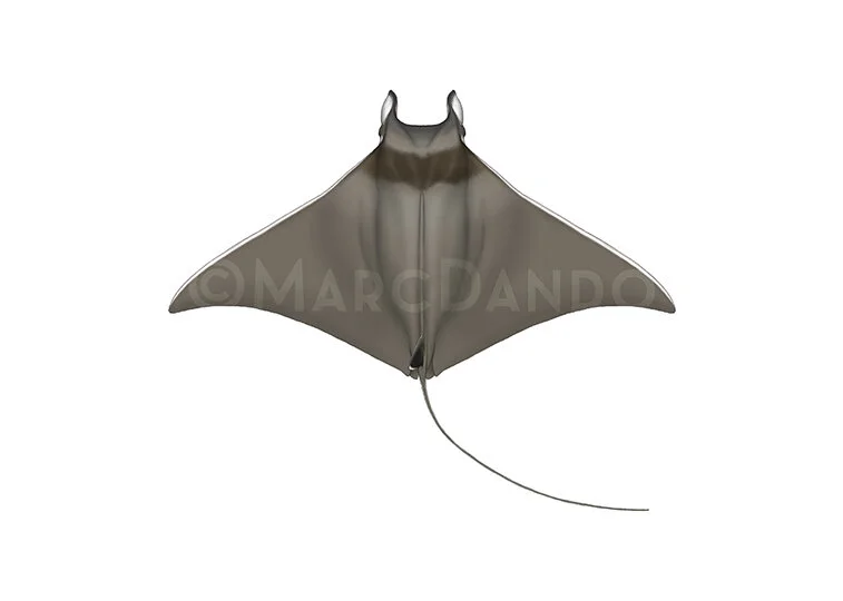 Manta and Devil Ray Species — Manta Trust