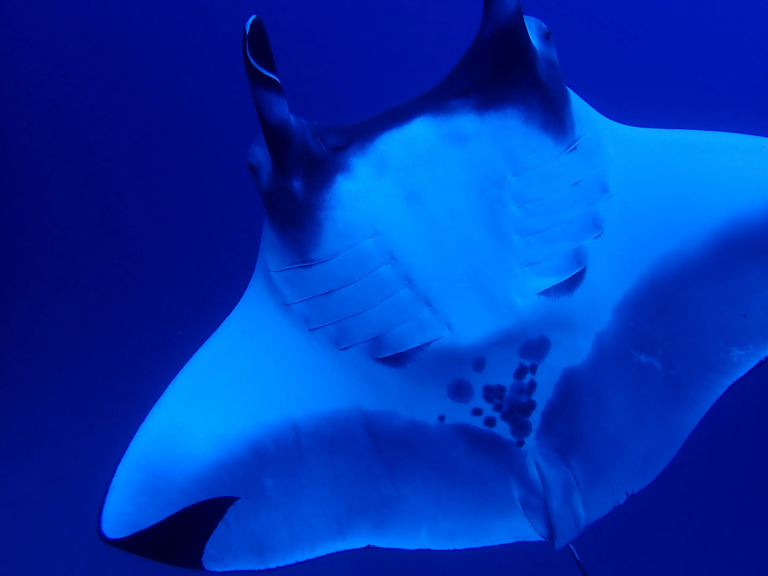 Caribbean Islands — Manta Trust