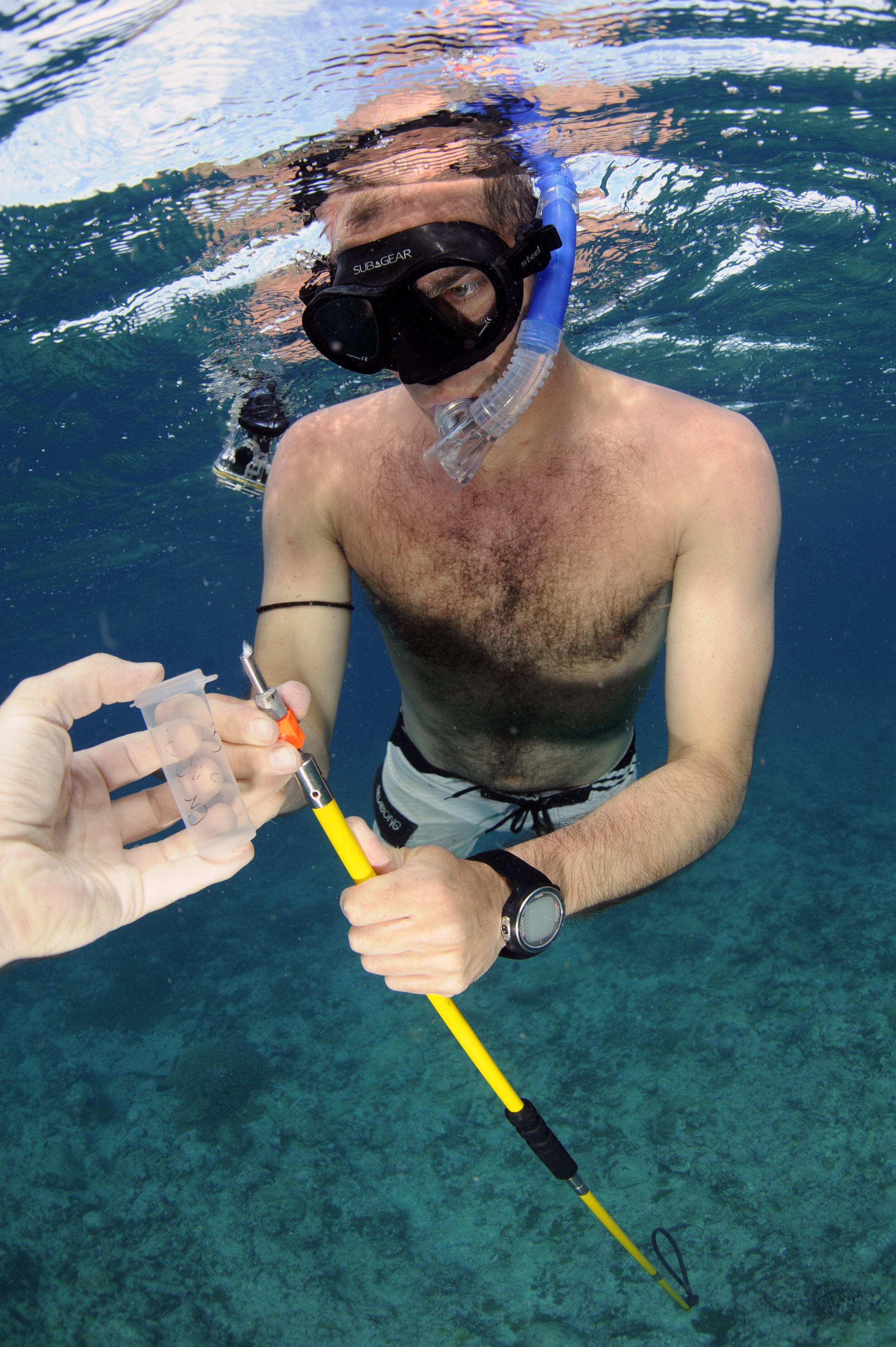 Reef Manta Ray_Mobula alfredi_Biopsy Tissue Sampling_Ile Lubine_Egmont Atoll_Chagos_BIOT_© Guy Stevens_Manta Trust_2018.jpg