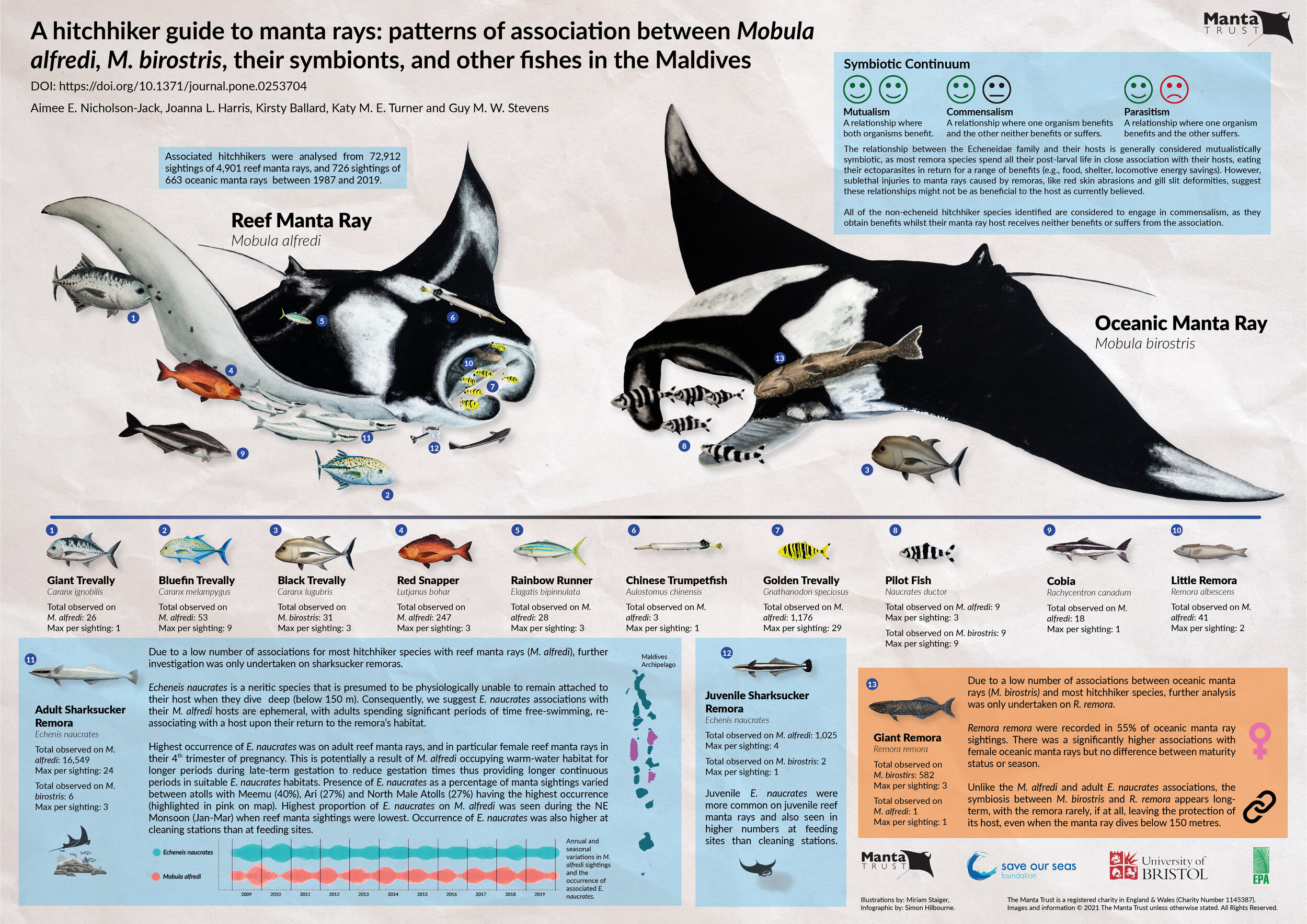 Oceanic Manta Ray (Mobula birostris) Species Guide — Manta Trust