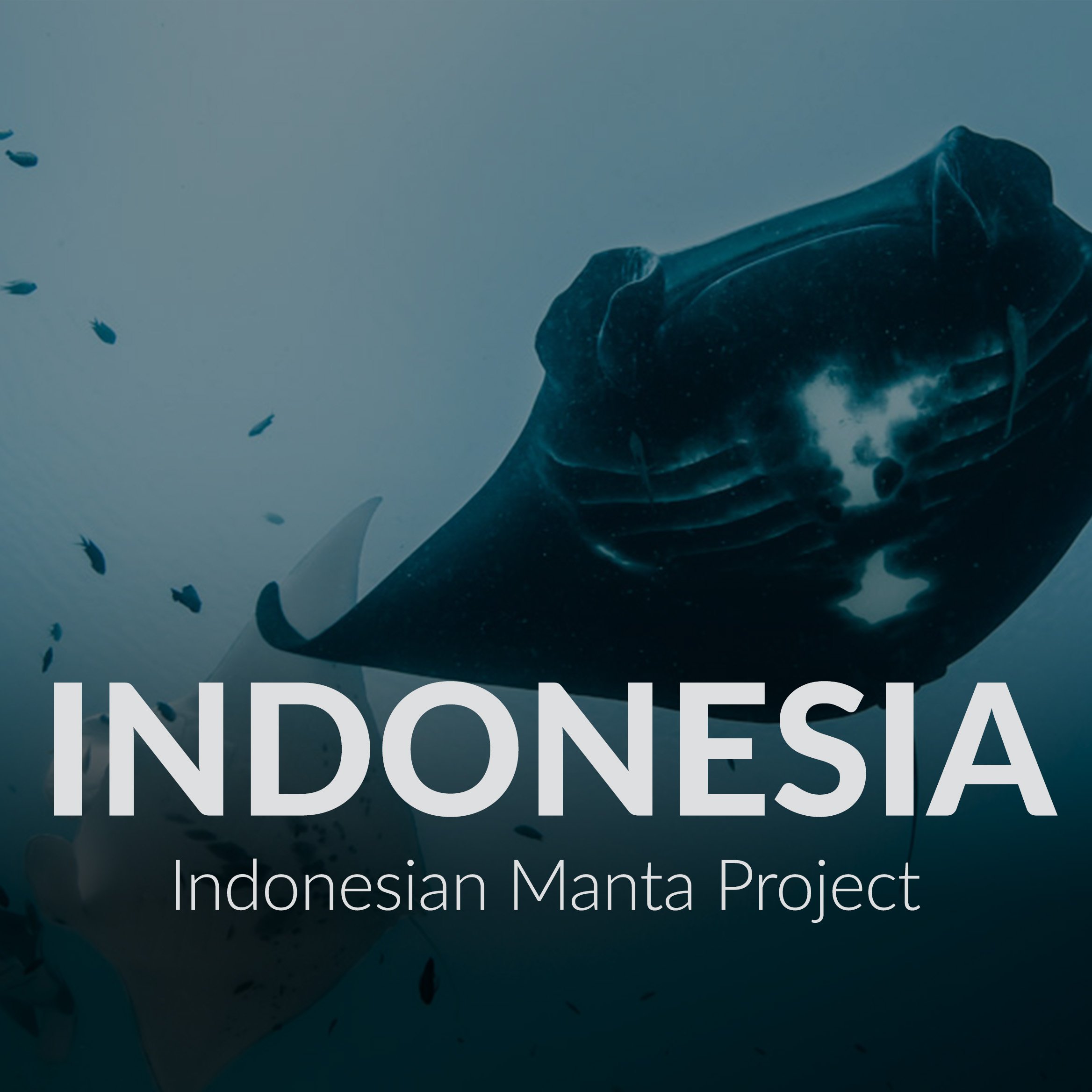 Indo Manta Rays thumbnail.jpg