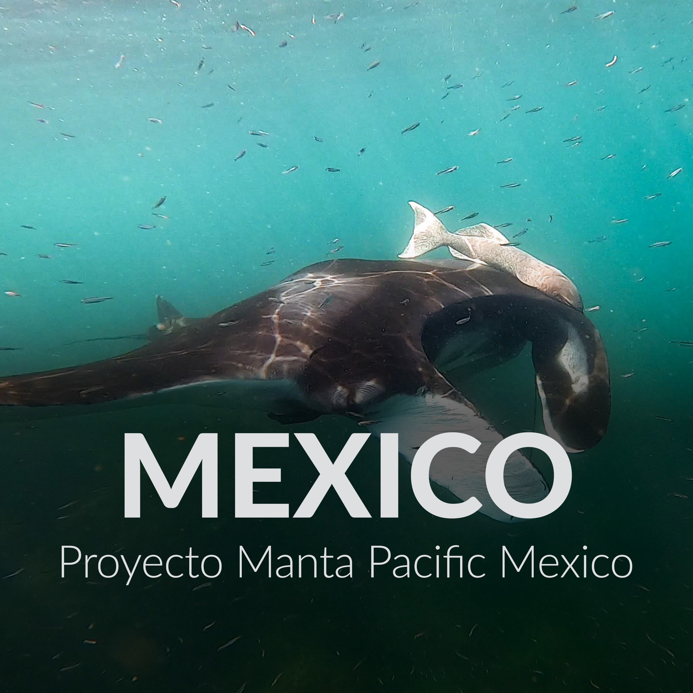 Mexico Proyecto Manta Mexico Thumbnail.jpg