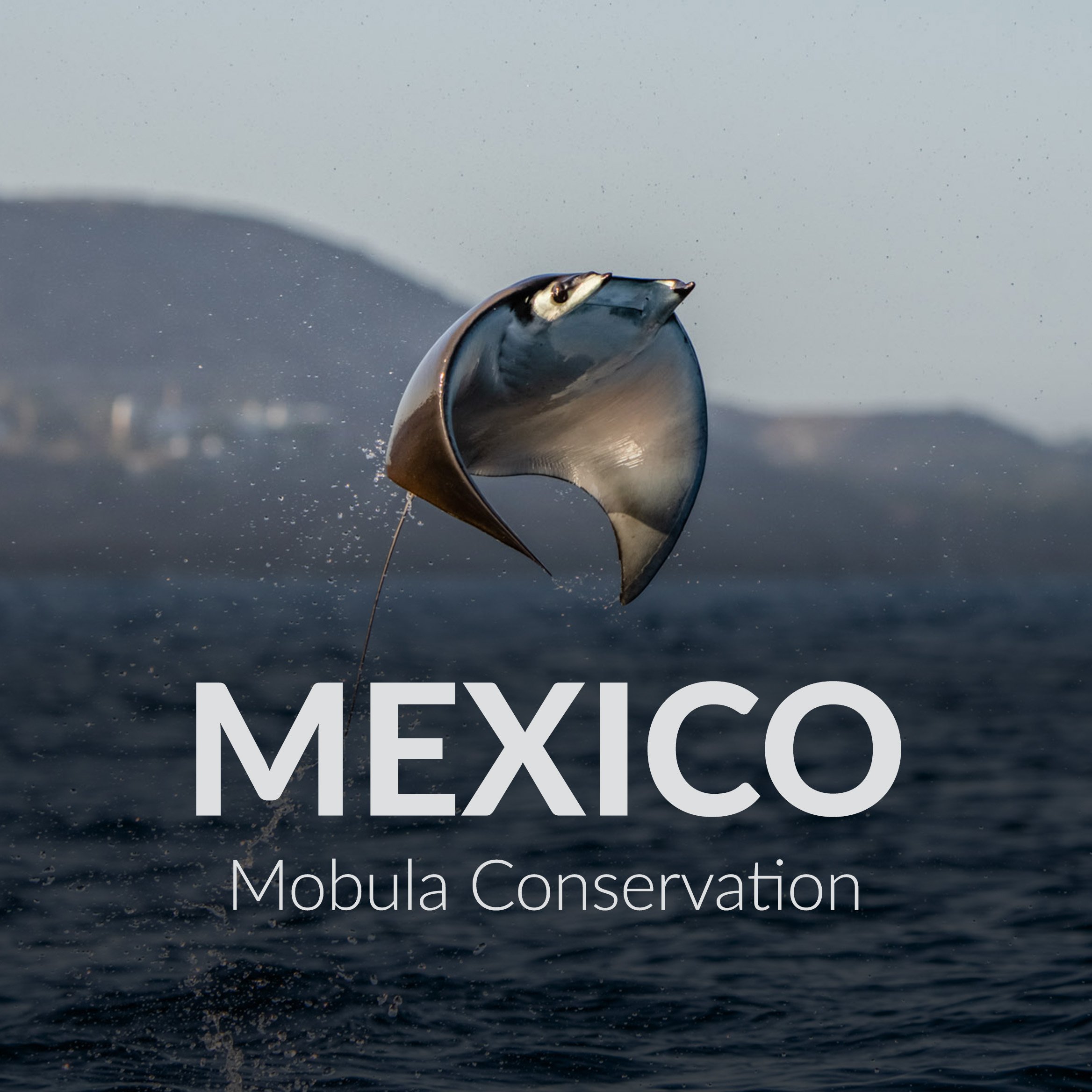 Mexico Mobula Conservation.jpg
