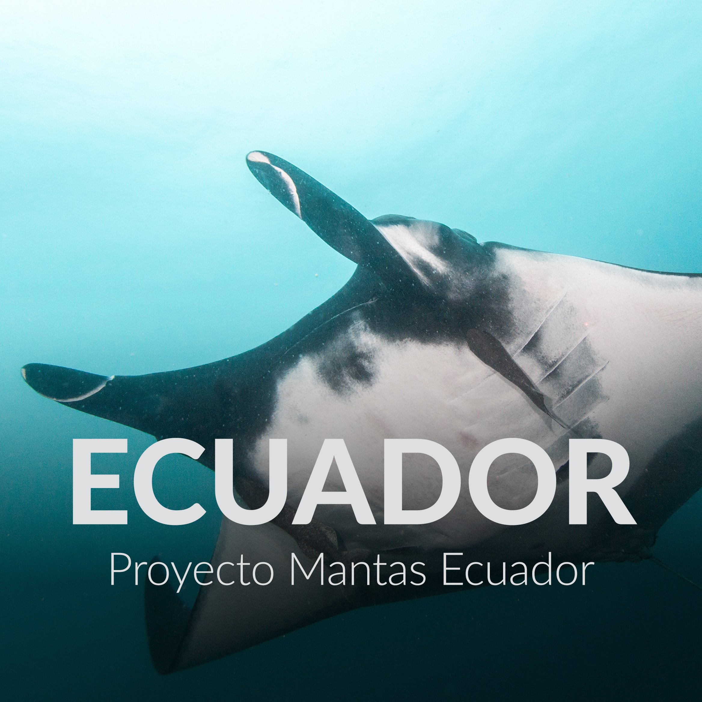 Ecuador Proyecto Mantas Ecuador.jpg