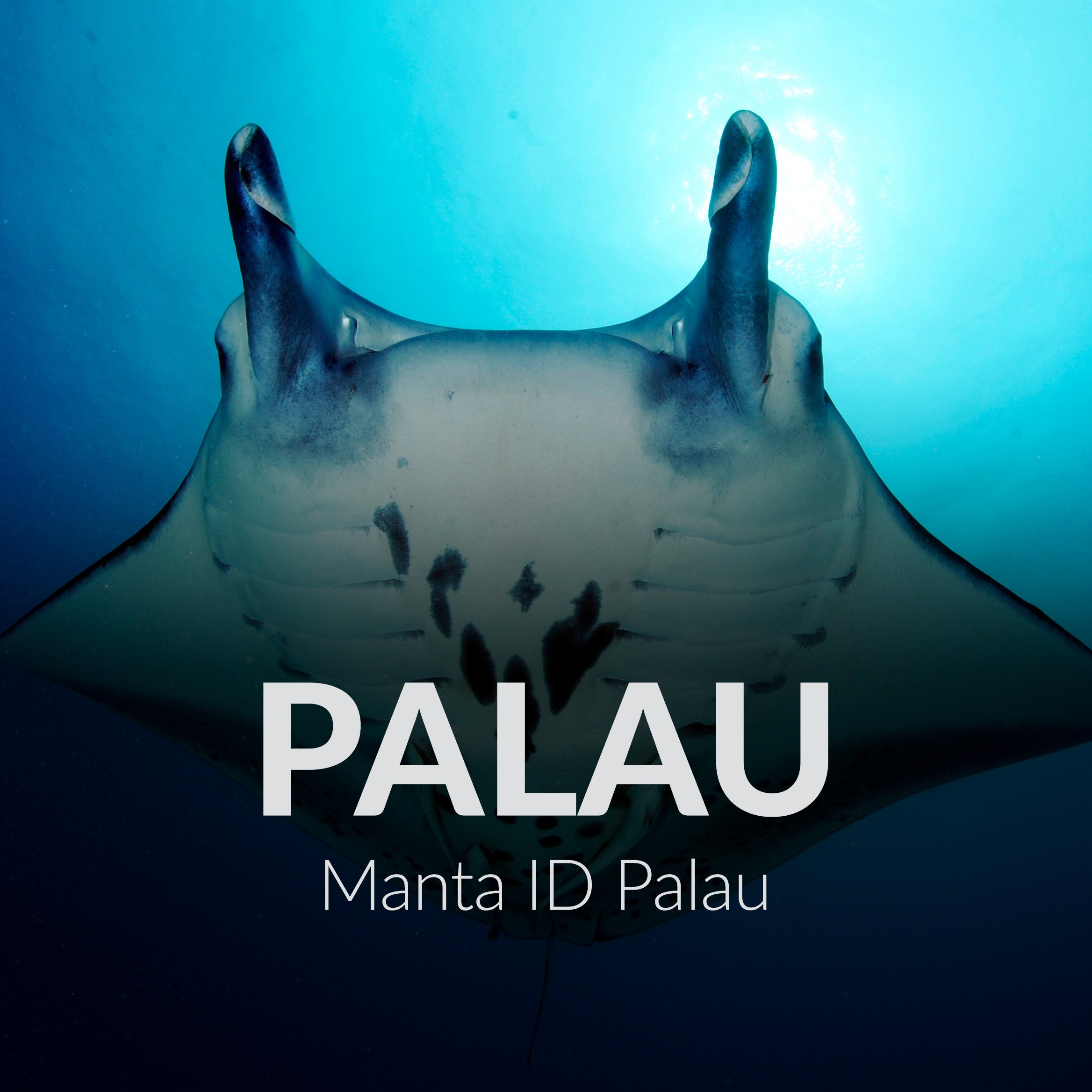Manta ID Palau