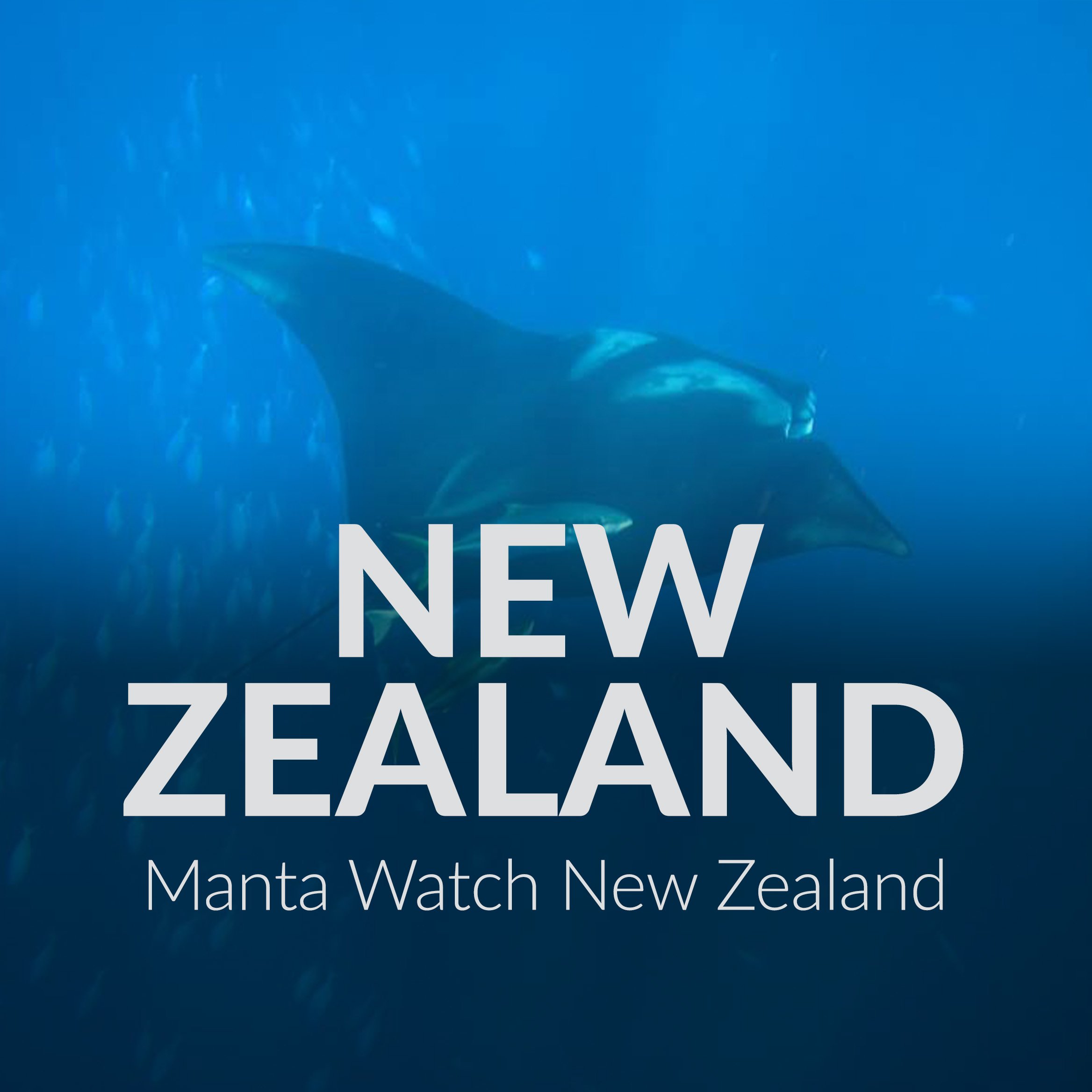 New Zealand Manta Watch NZ.jpg