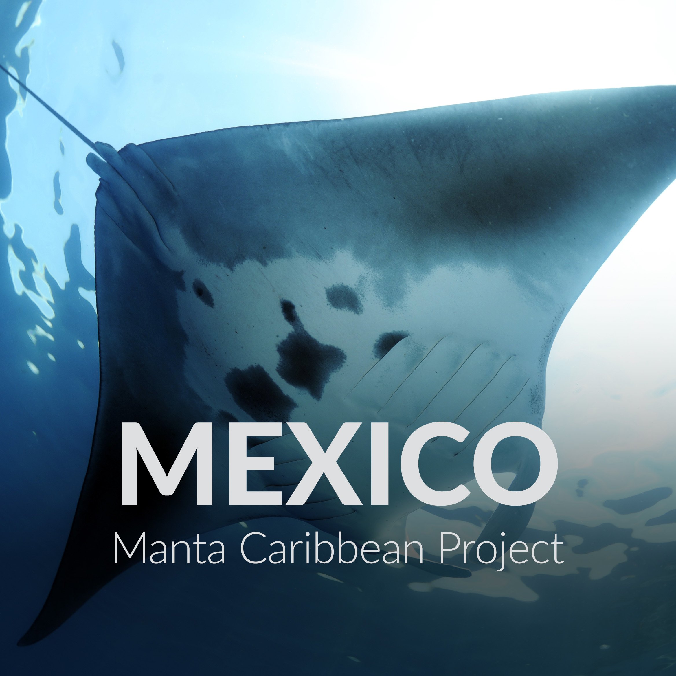 Manta Caribbean Project Thumbnail.jpg