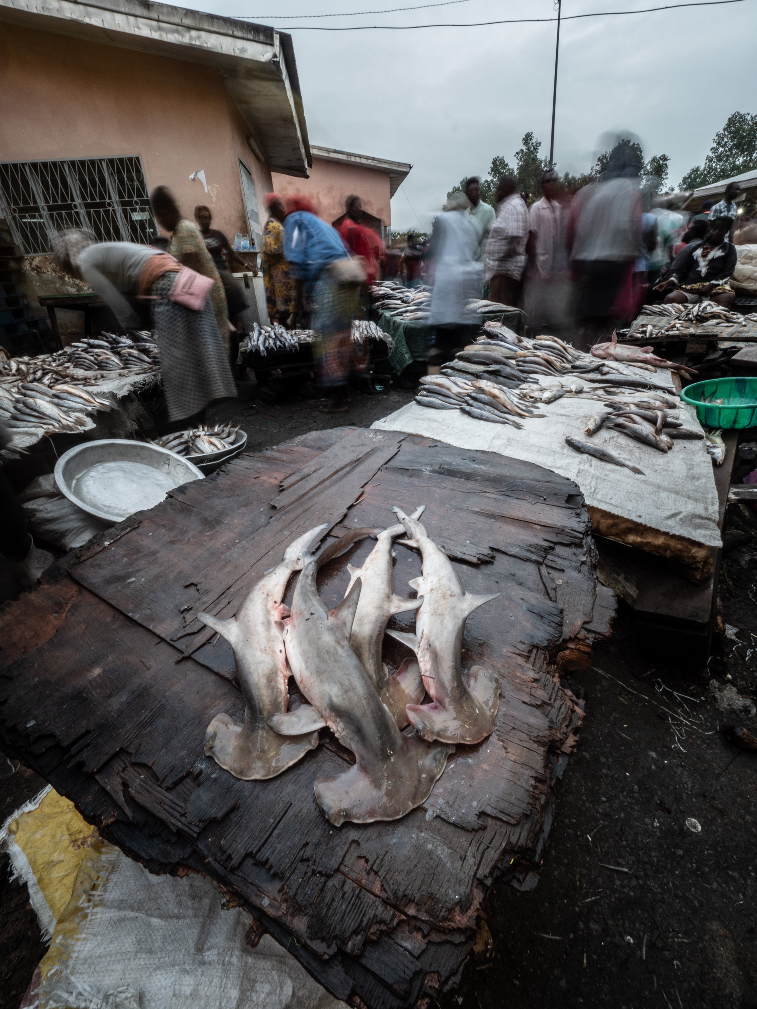 Shark market_Cameroon_2022_Simon Hilbourne (1).jpg