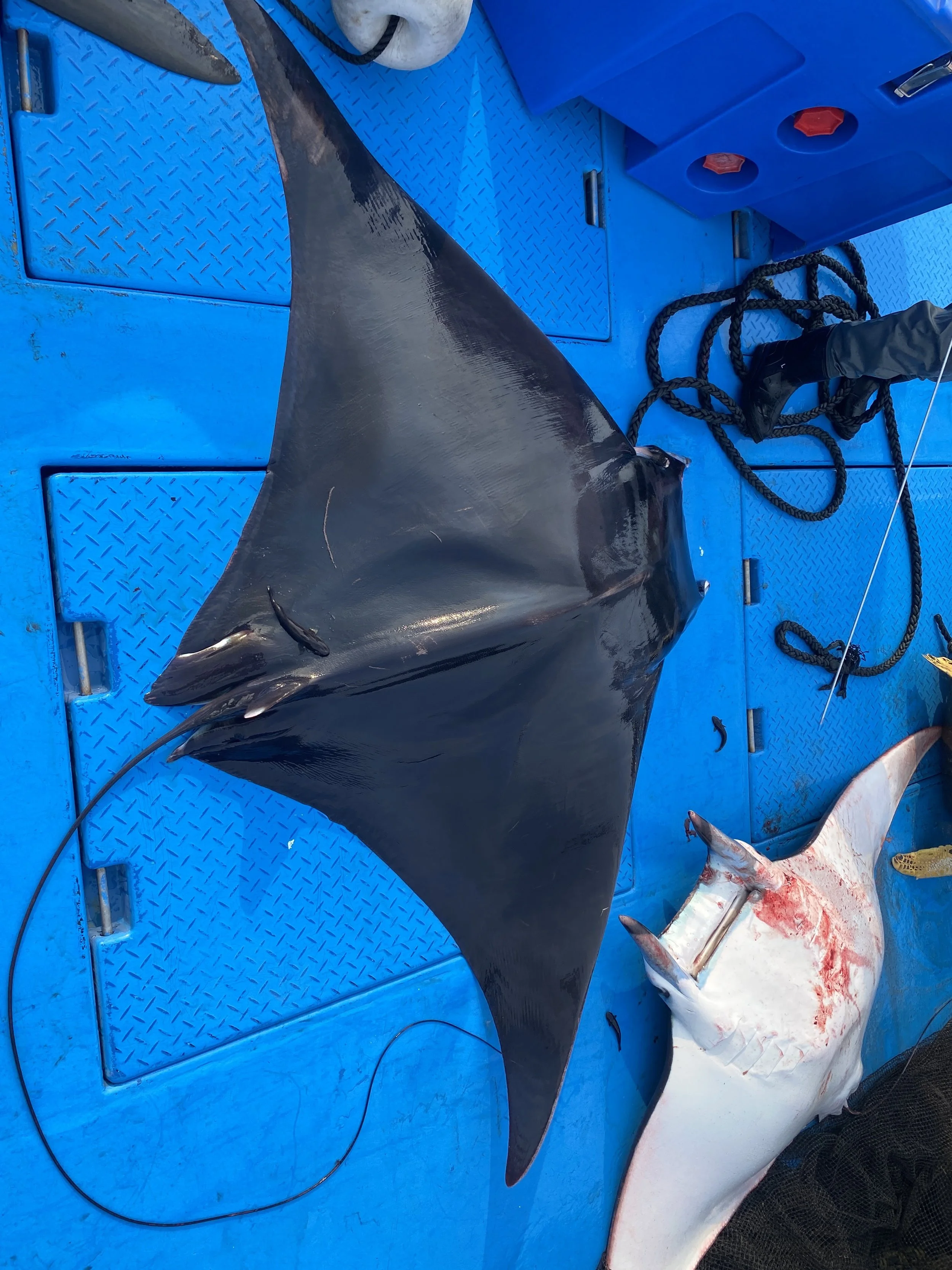 Fished Mobula Ray_2024_Japan Manta Project_2.JPG