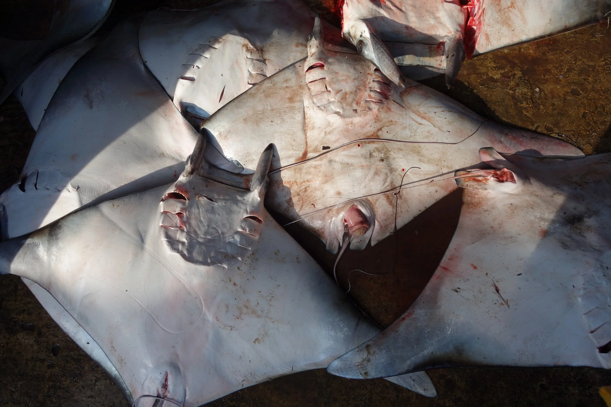 Fish Markets_Myanmar_2025_Myanmar Ocean Project_9.JPG