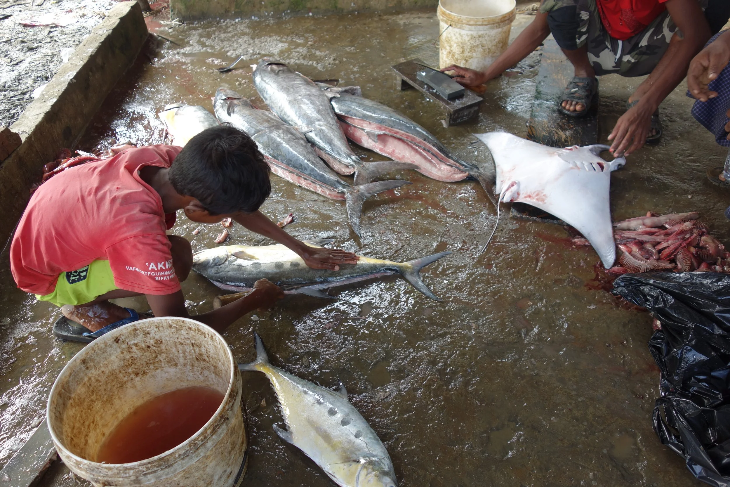 Fish Markets_Myanmar_2025_Myanmar Ocean Project_4.JPG