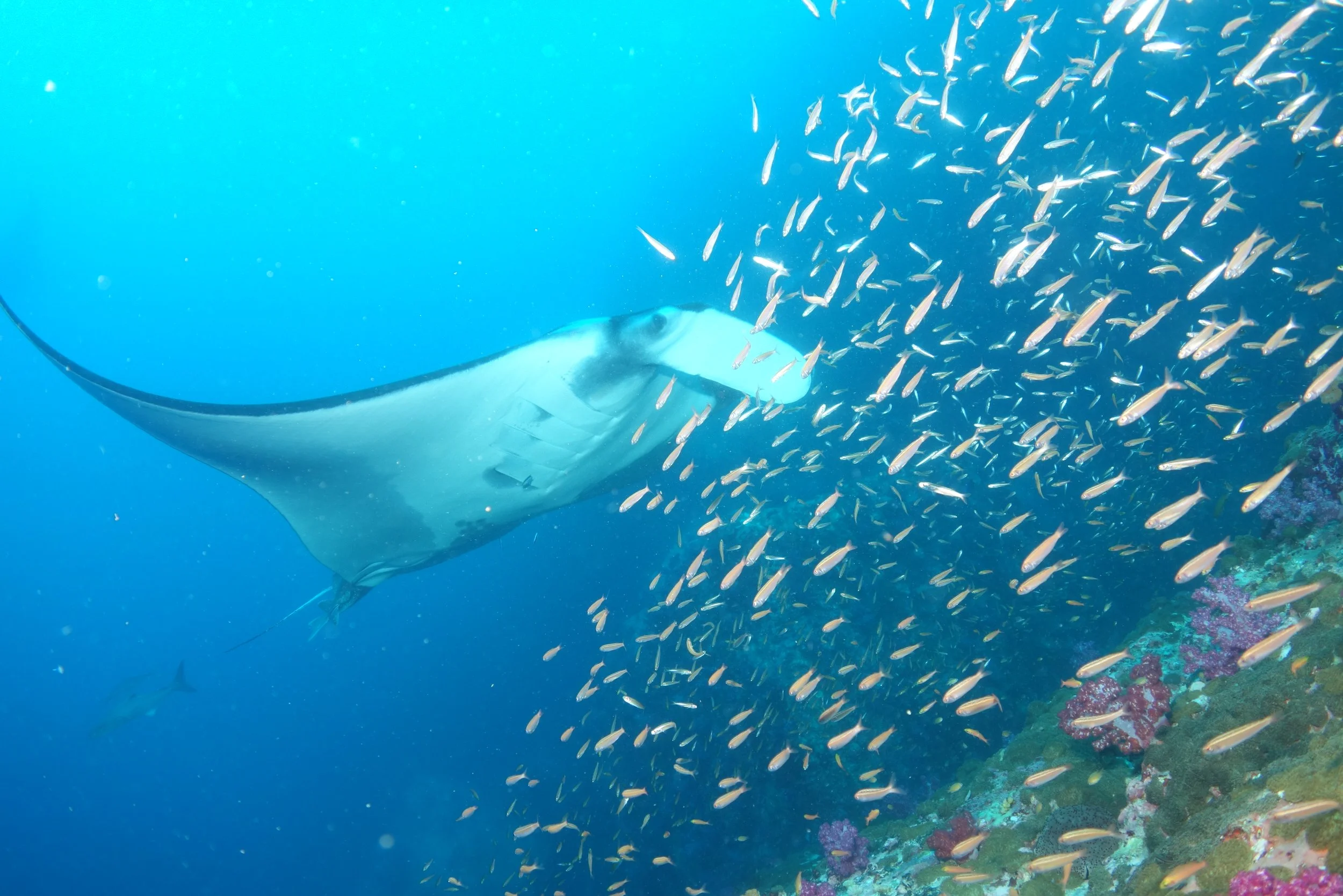 Oceanic Manta Ray_Myanmar_2025_Myanmar Ocean Project.JPG