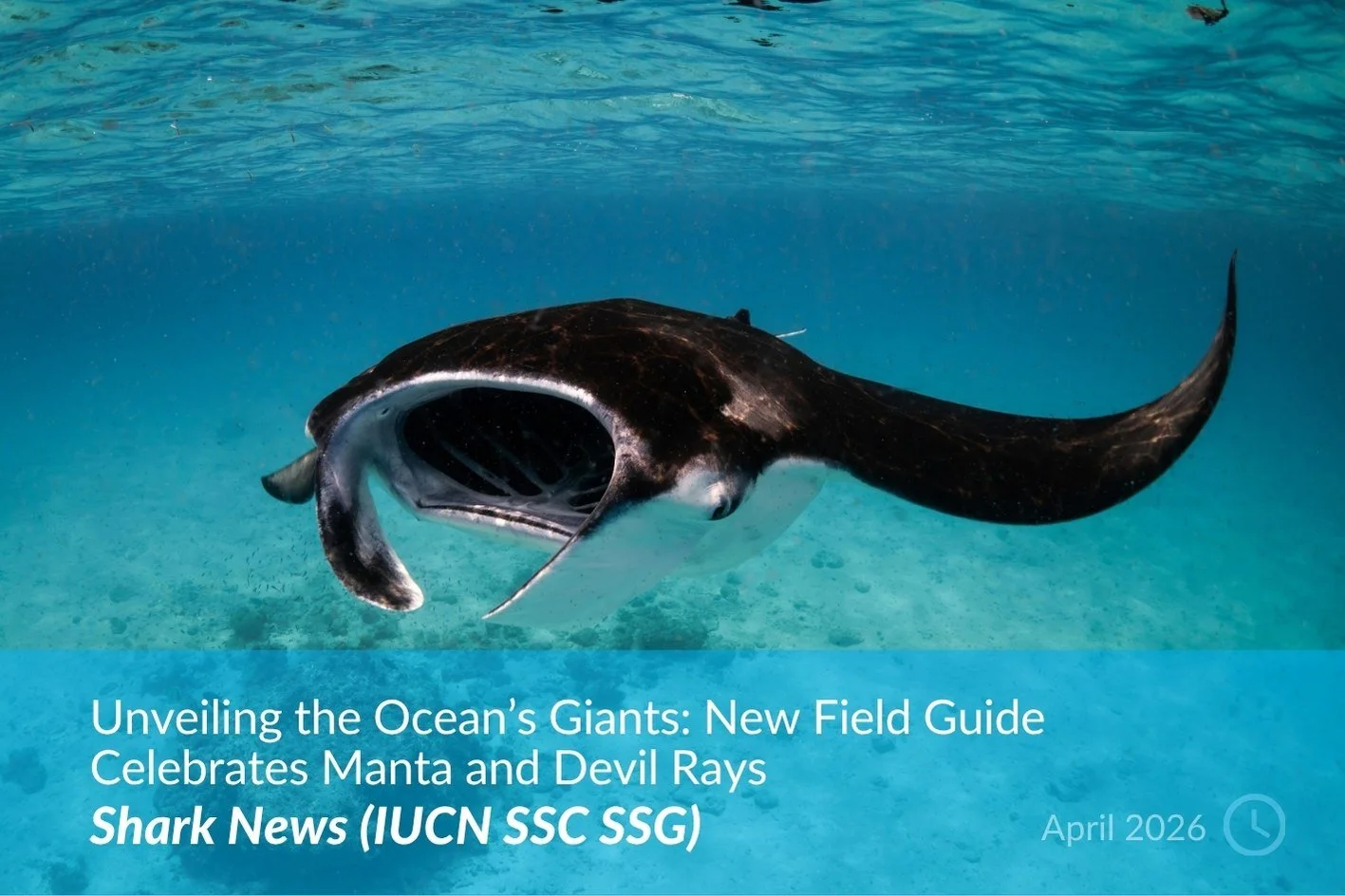 SHARK News (IUCN SSC SSF) (2).jpg