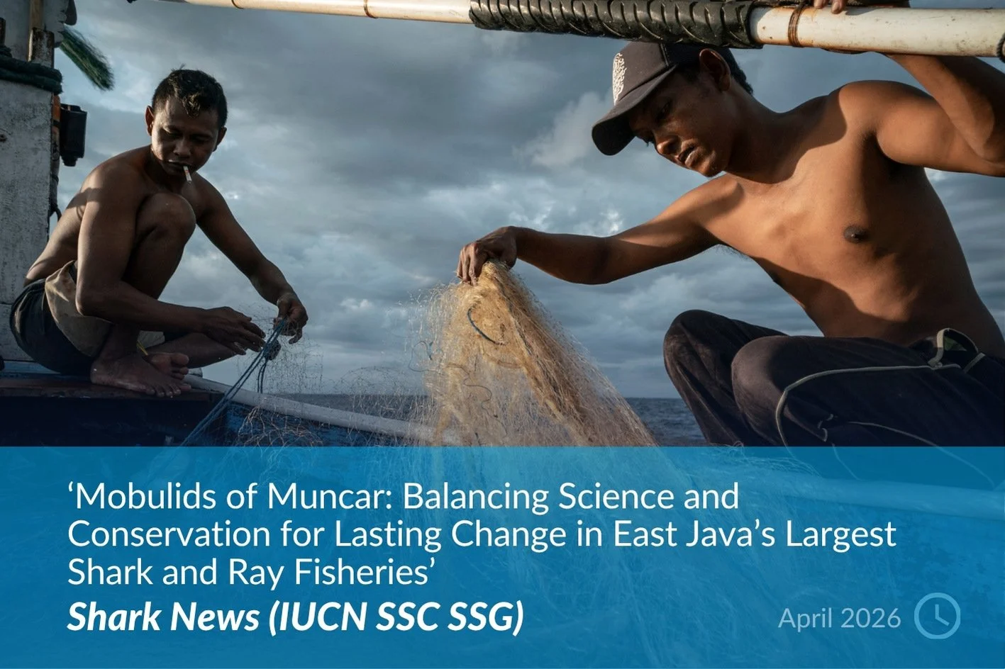 Shark News (IUCN SSC SSG).jpg