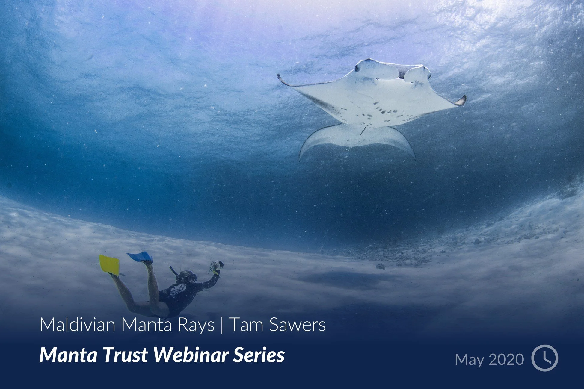 Maldivian Manta Rays - Tam Sawers.jpg