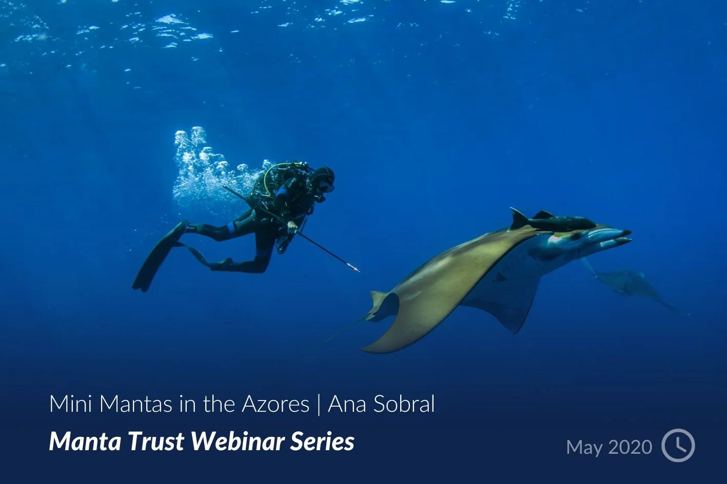 Mini Mantas in the Azores - Ana Sobral.jpg