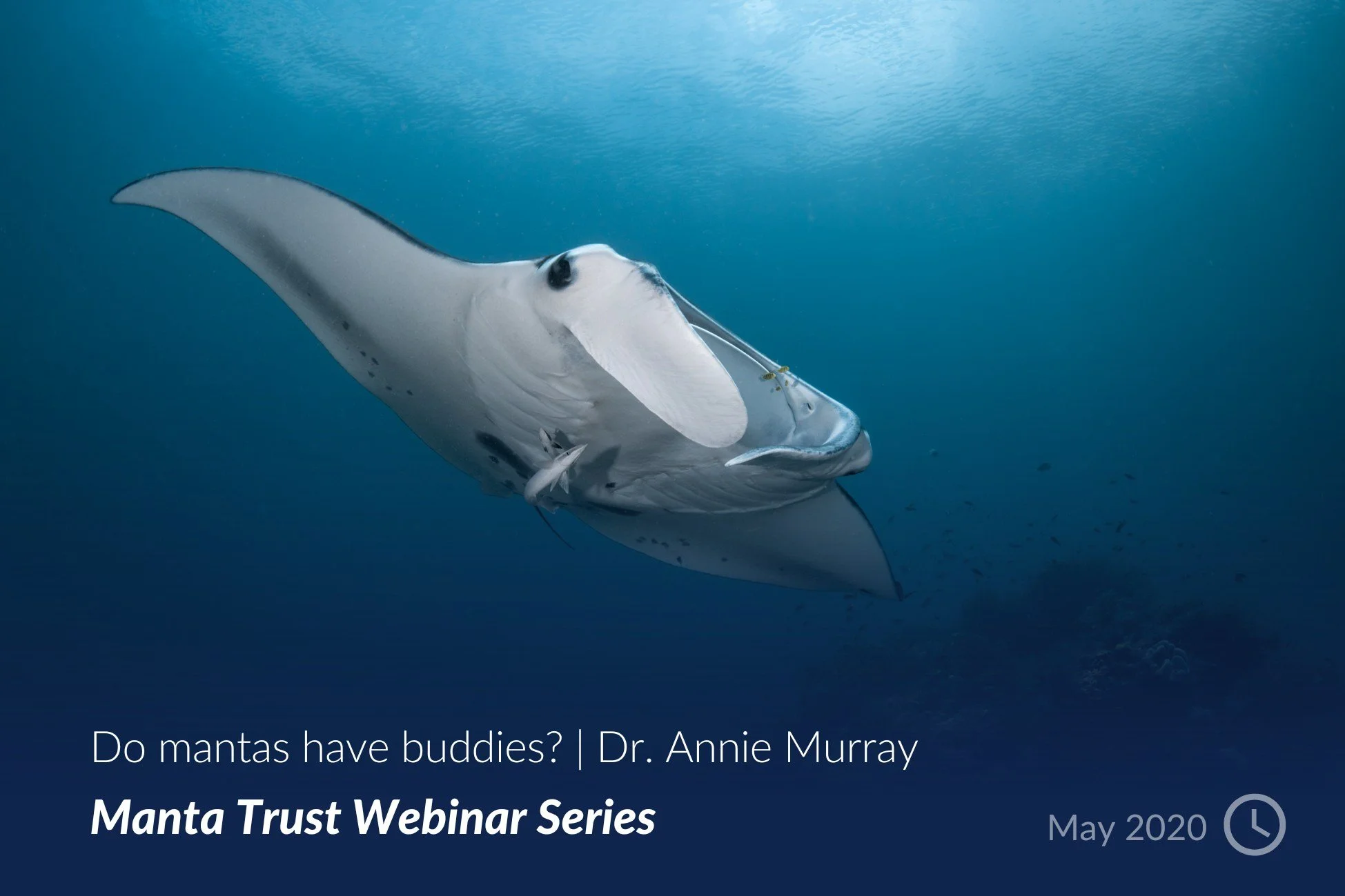 Do mantas have buddies_ - Dr. Annie Murray.jpg