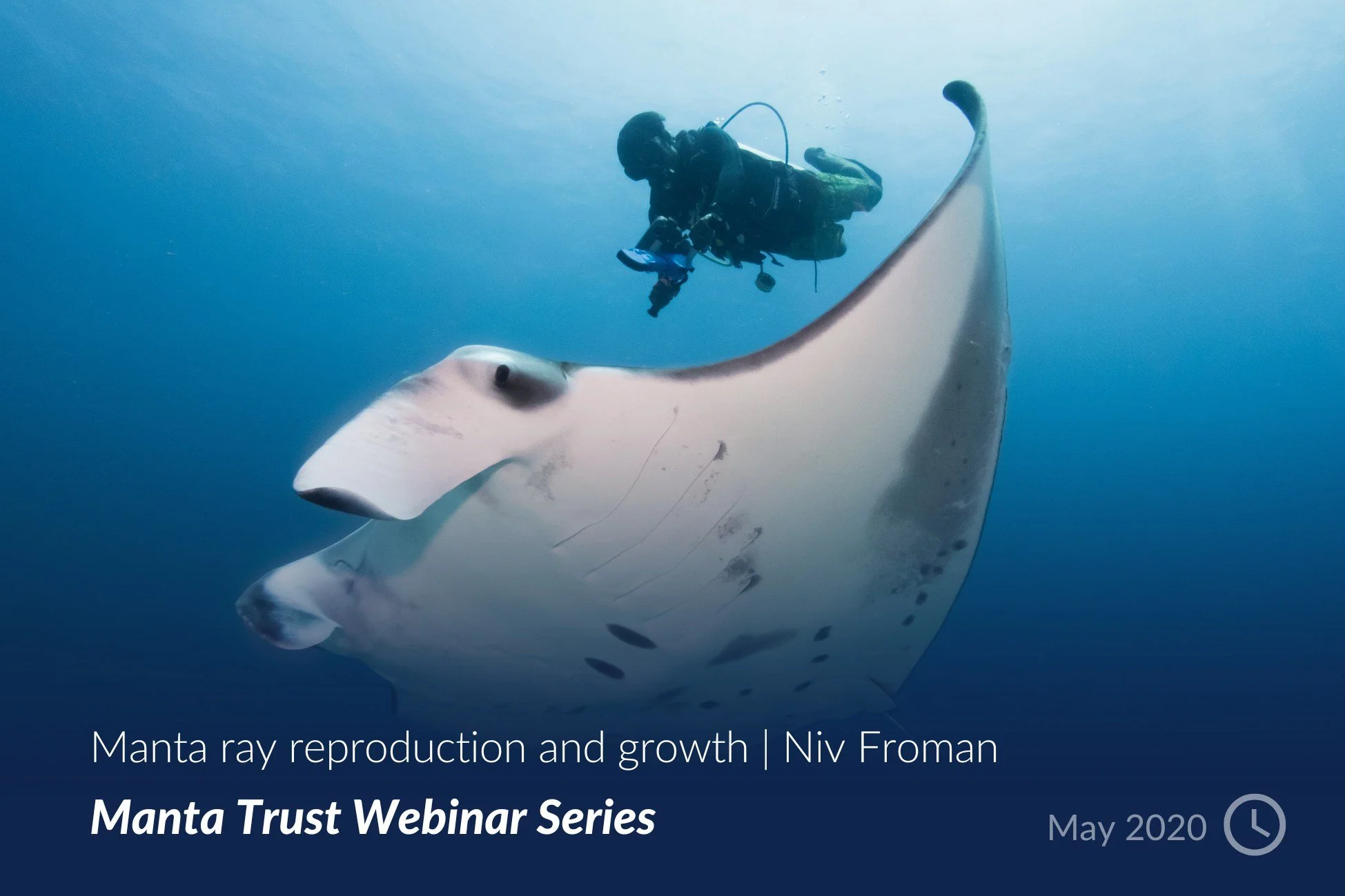 Manta ray reproduction and growth - Niv Froman.jpg